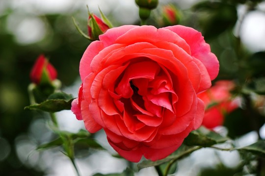 月季花