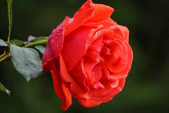 月季花