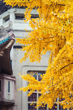 武漢大學(xué)銀杏