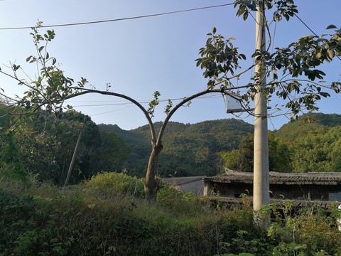 造型樹