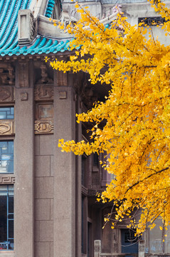 武漢大學(xué)銀杏
