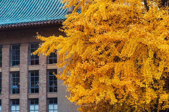 武漢大學(xué)銀杏