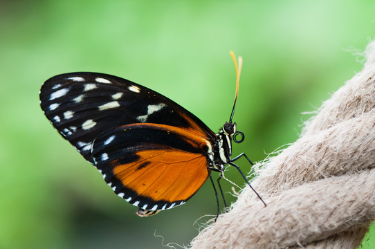 heliconius hecale