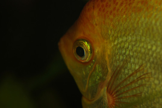 goldskalar