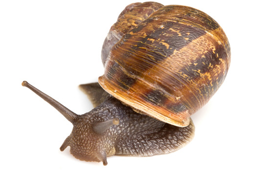 運動
