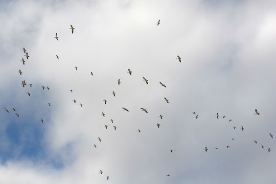 在形成飛行的雪雁（anser caerulescens）