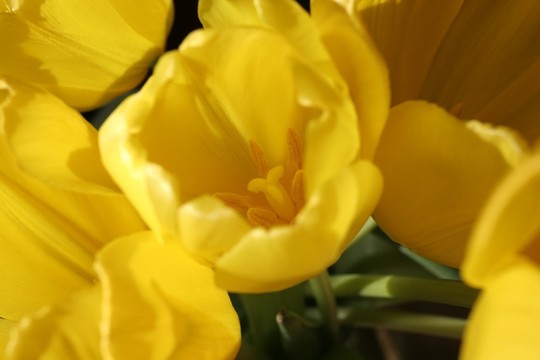 郁金香在早晨陽(yáng)光下，特寫(xiě)鏡頭開(kāi)花
