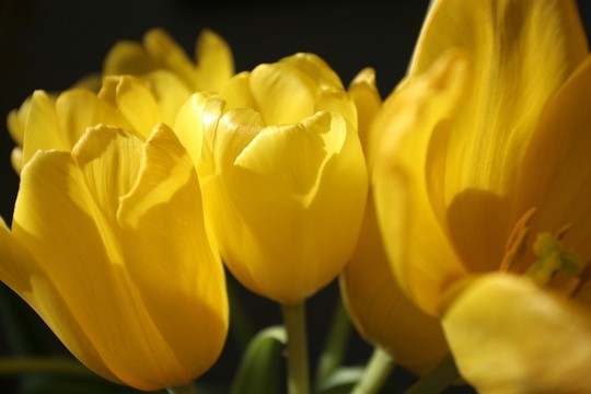 郁金香在早晨陽(yáng)光下，特寫鏡頭開(kāi)花