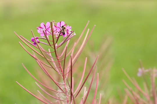 小花柳草（小葉柳）與蜜蜂