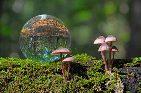 waldspaziergang