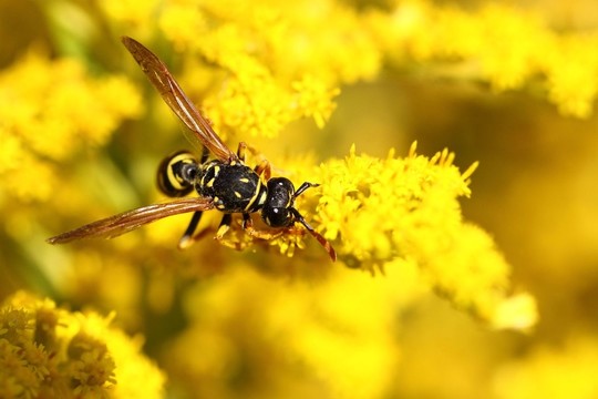 polistes統(tǒng)治者也法國feldwespe，polistes dominula