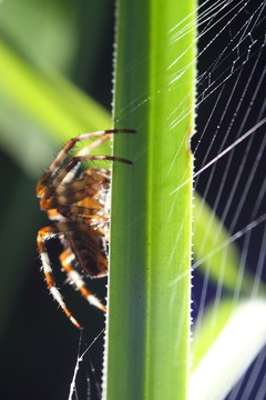 kreuzspinne