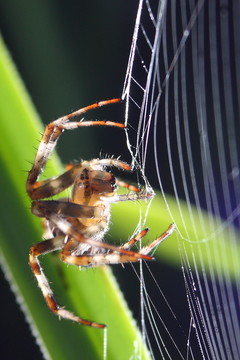 kreuzspinne