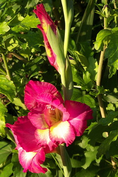 開花的唐菖蒲