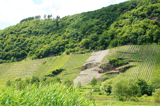 葡萄園molun