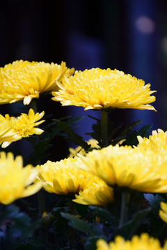 菊花