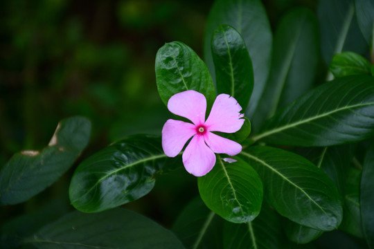 長春花