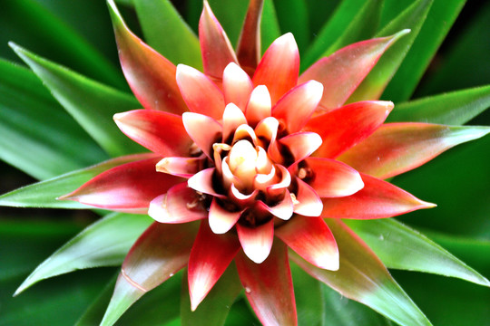 果子蔓花