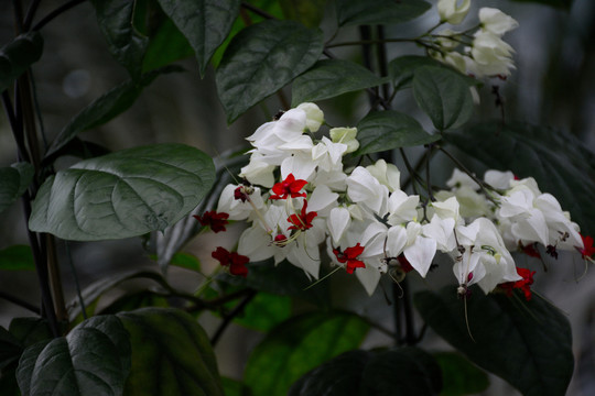龍吐珠花卉