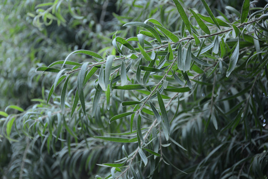 相思樹(shù)