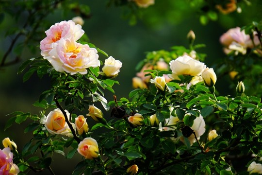 月季花