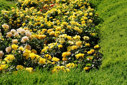 月季花