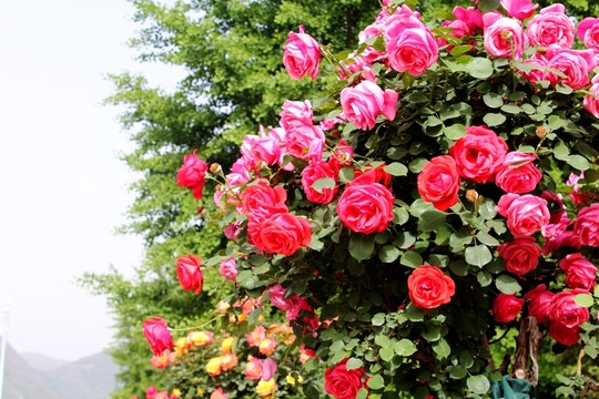 月季花