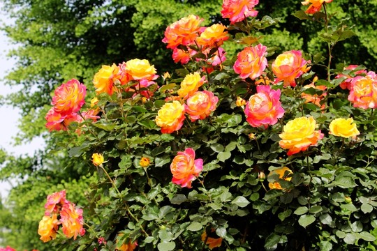 月季花