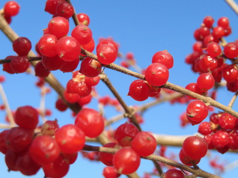 忍冬果實(shí)