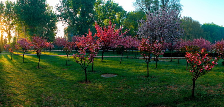 公園花樹