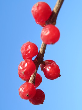 忍冬果實(shí)