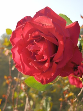 玫瑰花