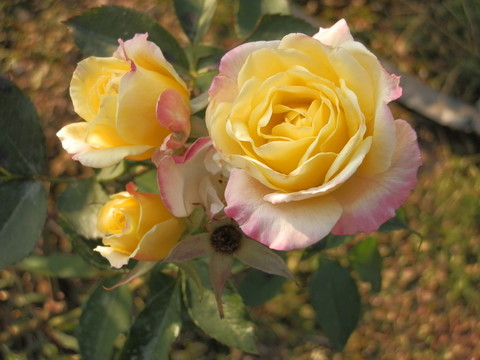 玫瑰花