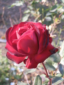 玫瑰花