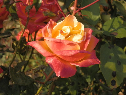 玫瑰花