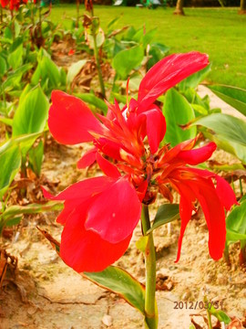 花