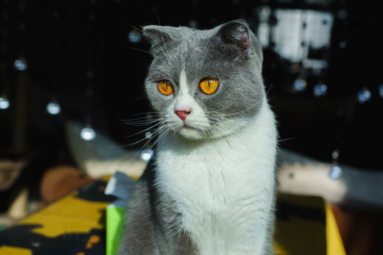 貓