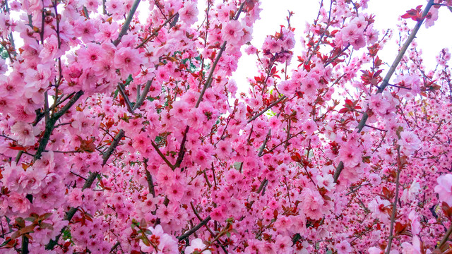 櫻花觀賞  賞花節(jié)