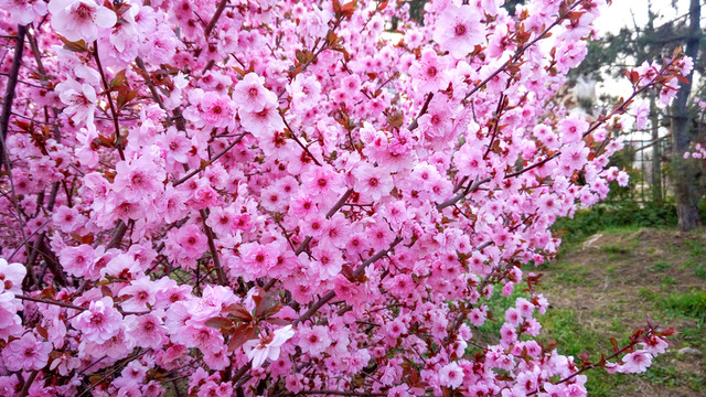 櫻花園 櫻花開