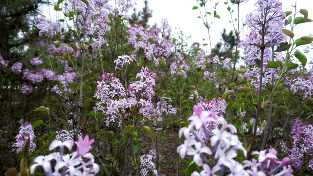 丁香花種植  園林苗木