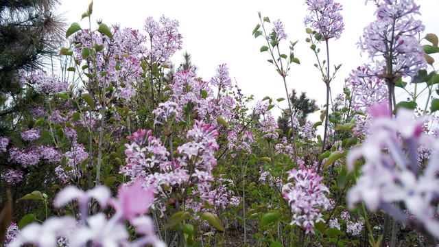 丁香花