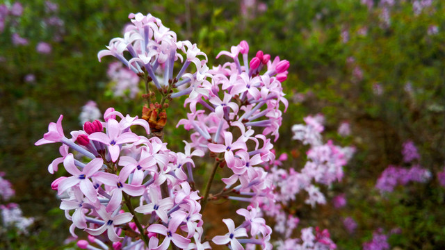 丁香花