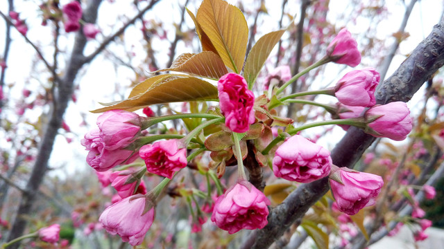 櫻花