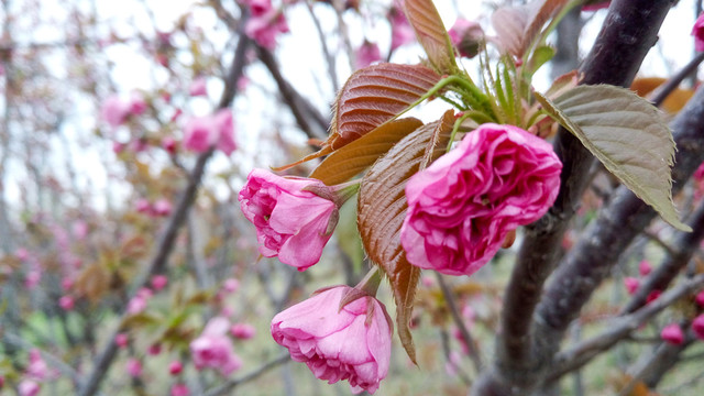 櫻花