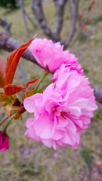 櫻花
