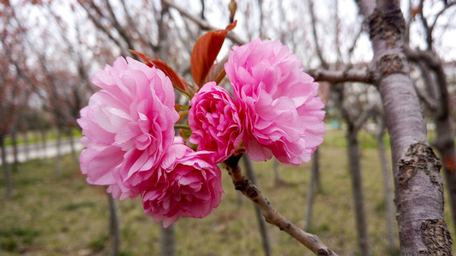 櫻花