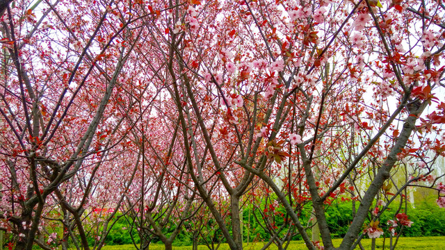 櫻花園