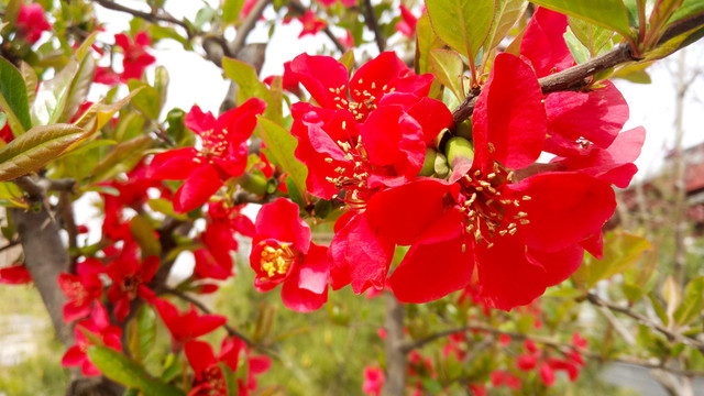 紅海棠 海棠花