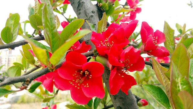 紅海棠