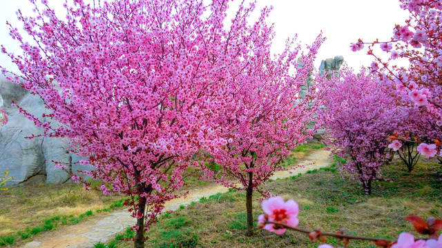 櫻花園 櫻花林